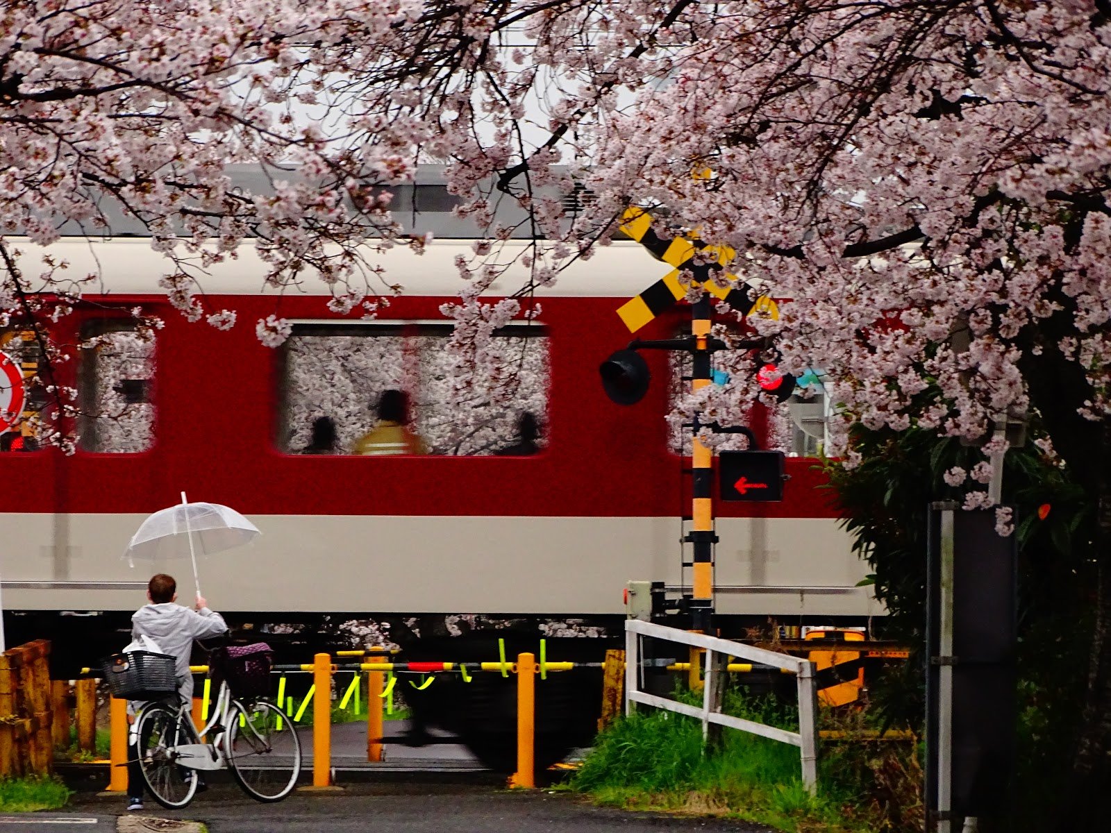 🌸 오나카 공원 (오나카 코엔) 이미지 5